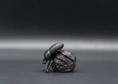 Small Bronze Dung Beetle